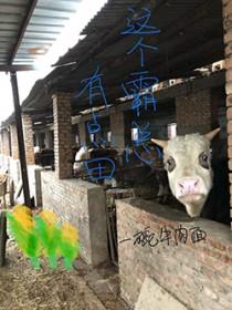 这个霸总有点田txt